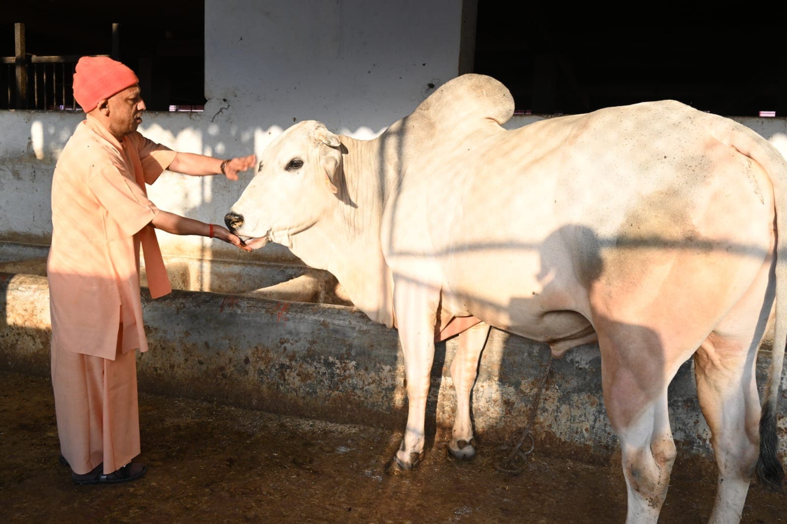 Gorakhpur News: गोसेवा में रमे सीएम योगी, गोवंश को खिलाया गुड़-रोटी