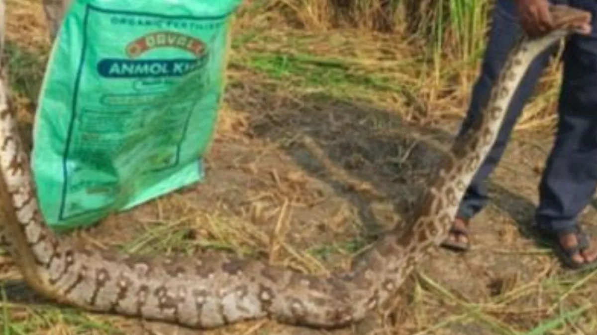 Mainpuri News: धान के खेत में अचानक निकला अजगर सांप