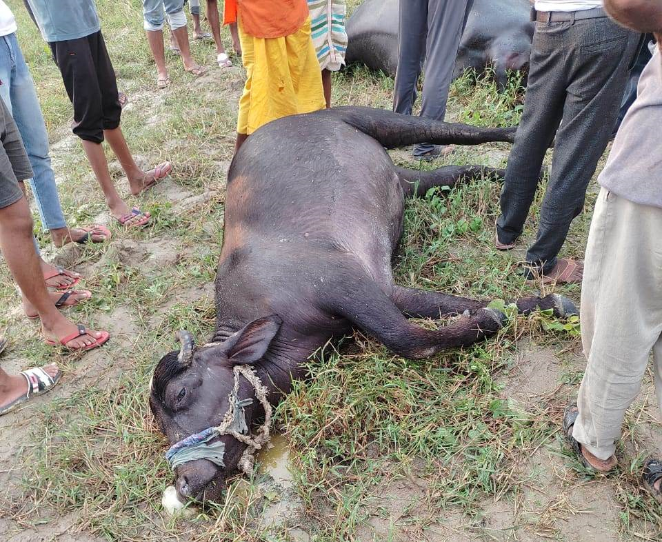 Mainpuri News:विदेशी वस्तुओं के बहिष्कार के लिए निकाली स्वदेशी संकल्प यात्रा
