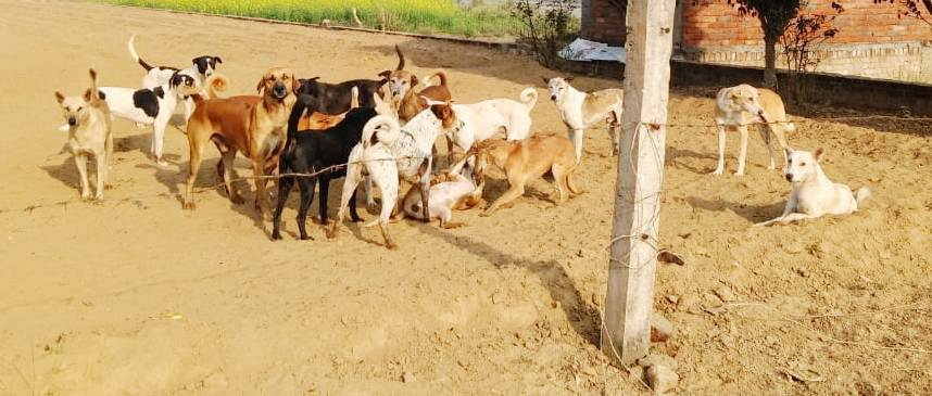 Mainpuri News:कुत्तों के आतंक के चलते लोग घरो में कैद