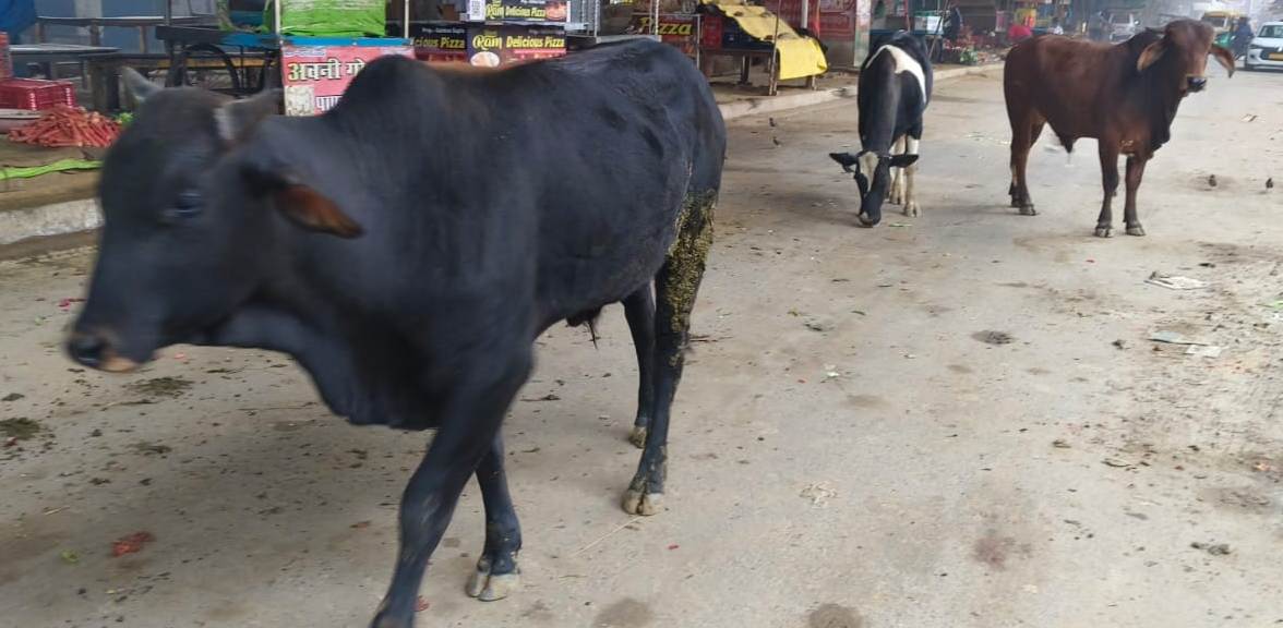 Mainpuri News:नवीगंज क्षेत्र में आवारा जानवरों से किसान व जनता परेशान जिलाधिकारी से समस्या निस्तारण के लिए लगाई गुहार