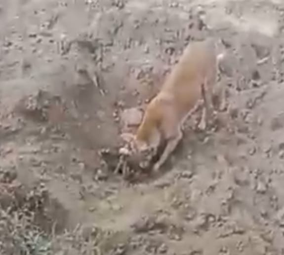 Hathras News;चंदपा में अवैध खनन का तांडव, जेसीबी की टक्कर से गाय की मौत